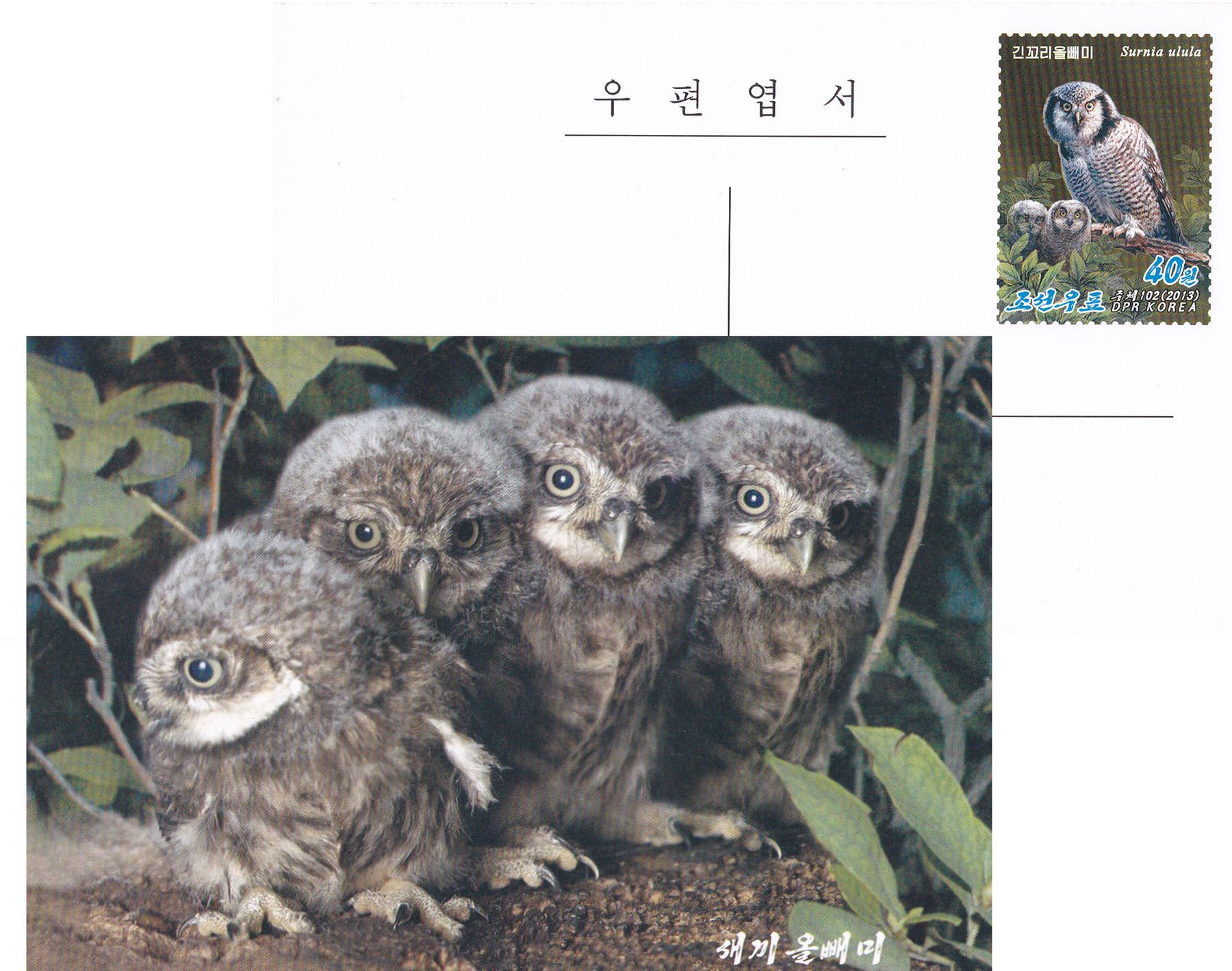 L9358, Korea "Little Owls" Postal Card, 2013