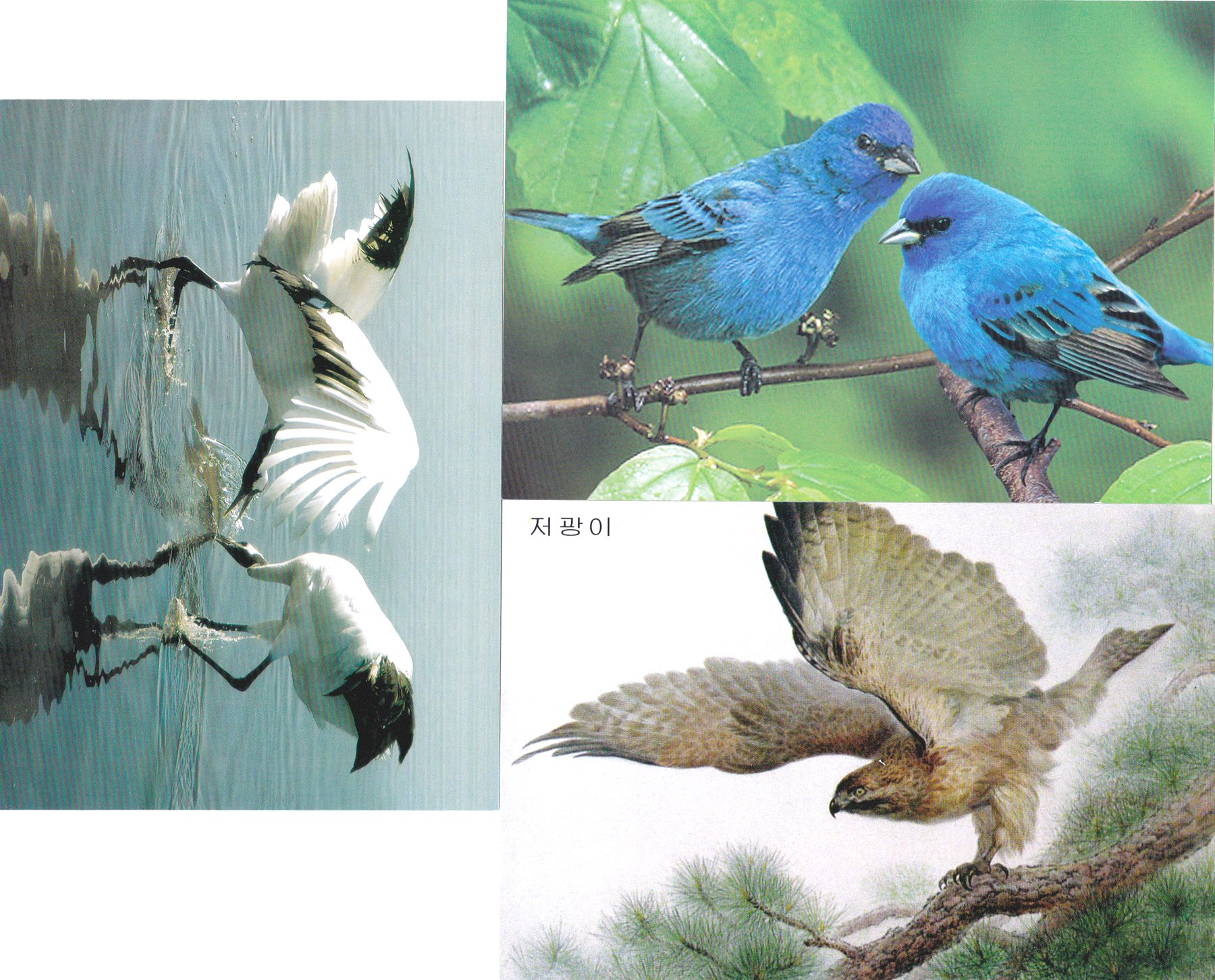 L9392, Korea "Birds", 3 Pcs Postal Card, 2009-2016