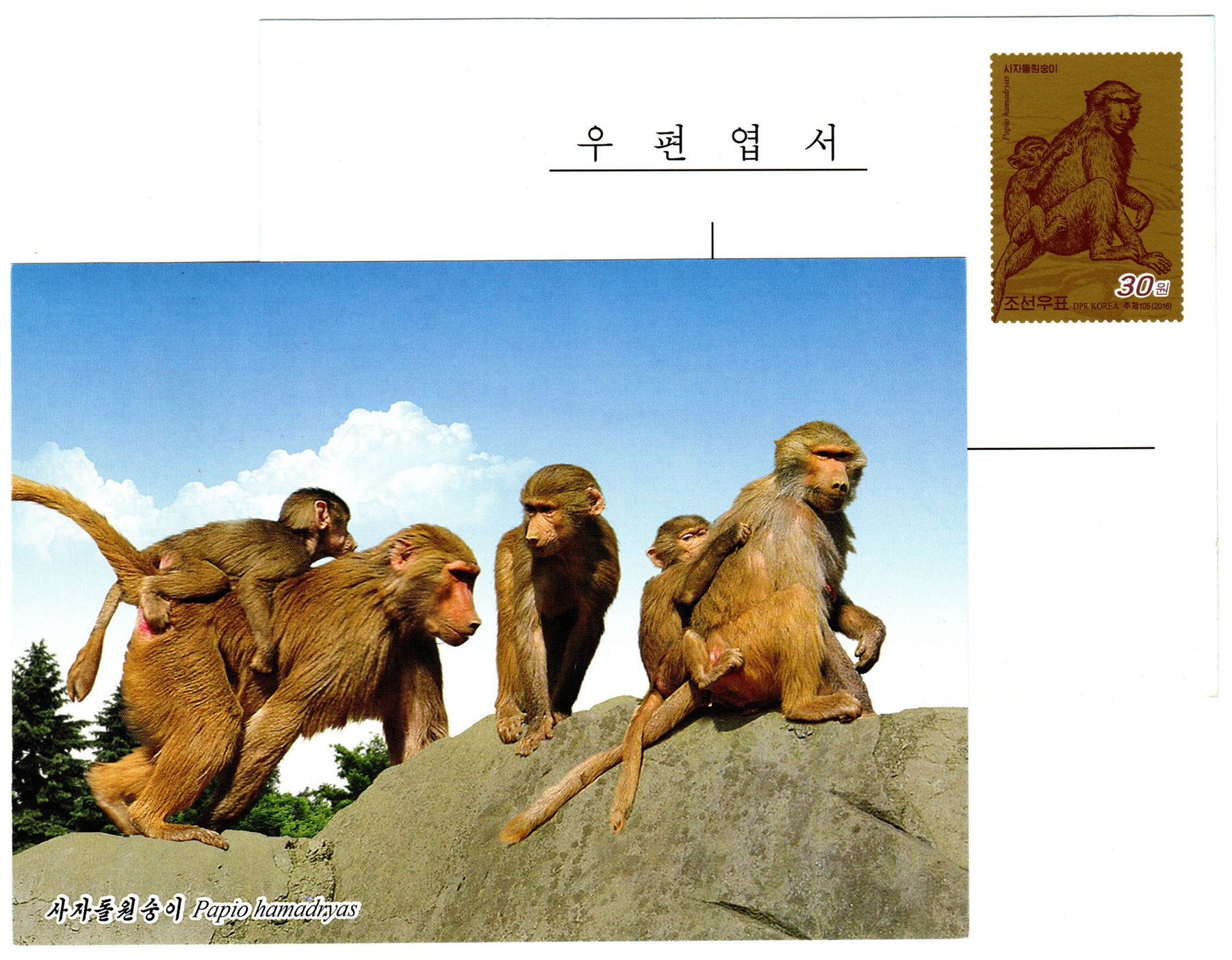L9404, Korea "Monkey, Papio Hamadryas", Postal Card, 2016