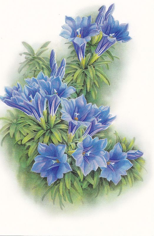 TP9 Alpine Flowers and Plants 1999 4pcs - Click Image to Close